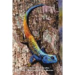 (image for) Southern Tree Agama
